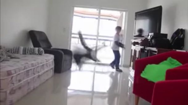 Campeón del mundo: este gato tiene un estilo increíble para atajar penales