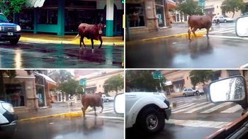 vaca fugitiva atropello e hirio a una mujer en junin vaca fugitiva atropello e hirio a una mujer en junin