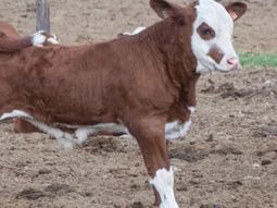 Robaron un ternero, lo faenaron y vendieron la carne: el animal tenía rabia y hay un pueblo en vilo