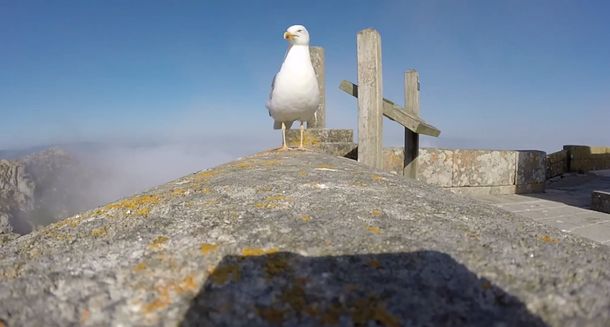 Un robo inesperado: mirá cómo una gaviota se llevó de paseo a una cámara