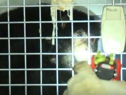 Un mono corriendo por los techos asustó a todos en el barrio de Coghlan