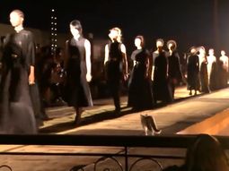 Con estilo: un gato se metió en una pasarela, desfiló y orinó a una espectadora