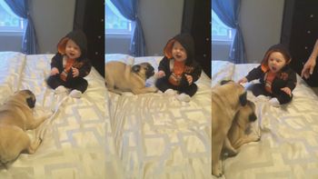un bebe casi se cae de la cama por reirse de las monerias de sus perros pugs un bebe casi se cae de la cama por reirse de las monerias de sus perros pugs