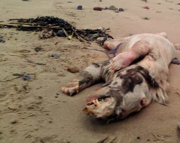 Misterio en Gales por una criatura mezcla de caballo