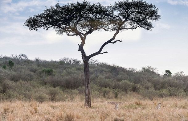 Hay tres guepardos en la foto, pero sólo podrás ver dos: ¿dónde está el otro?