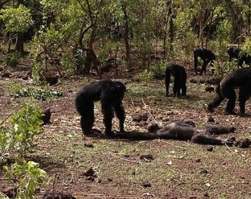 Así se devoraban al ex macho alfa