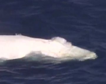 Apareció en Australia una ballena blanca como la que inspiró Moby Dick