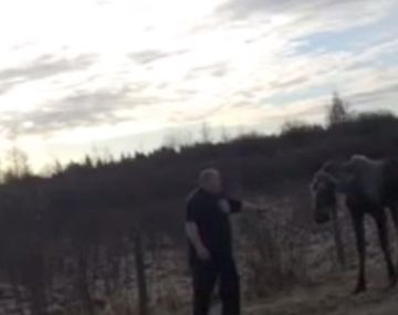 Quiso rescatar a un alce pero todo salió mal