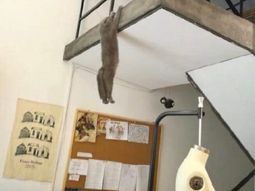 Una foto que recrea una escena de El Rey León se vuelve viral Una foto que recrea una escena de El Rey León se vuelve viral