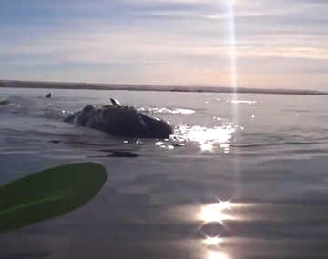 VIDEO: una ballena levanta un kayak en Puerto Madryn