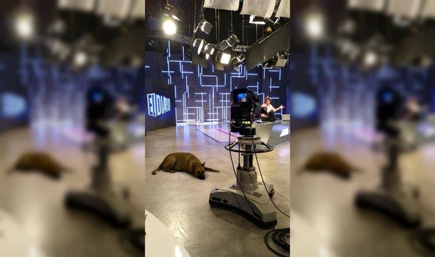 ¿Cómo llegó ese perro ahí?: Sasha Dog, el filtro de Instagram que se volvió viral