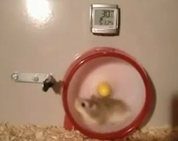 Un hámster tuvo un accidente por ser el más rápido del mundo