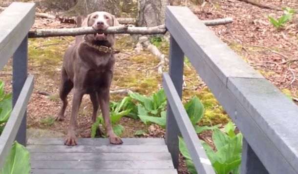 ¿Lo logra? un perro pone al máximo su ingenio para atravesar un puente