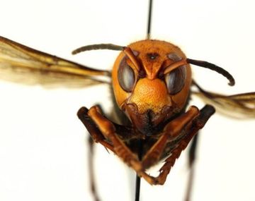 Preocupación en Estados Unidos por el hallazgo de avispas asesinas