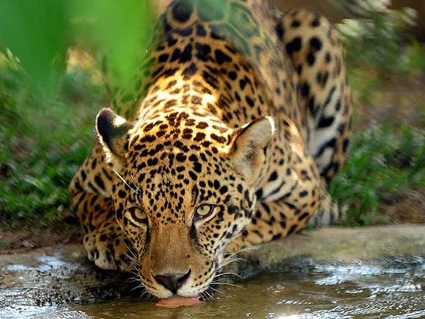 Cazadores mataron un yaguareté en Misiones