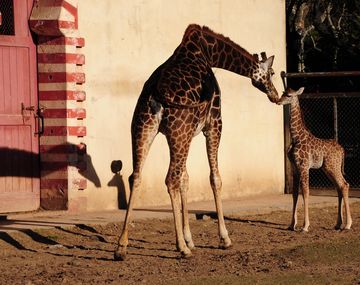 Gentileza Zoo de Buenos Aires Foto Laura Gravino