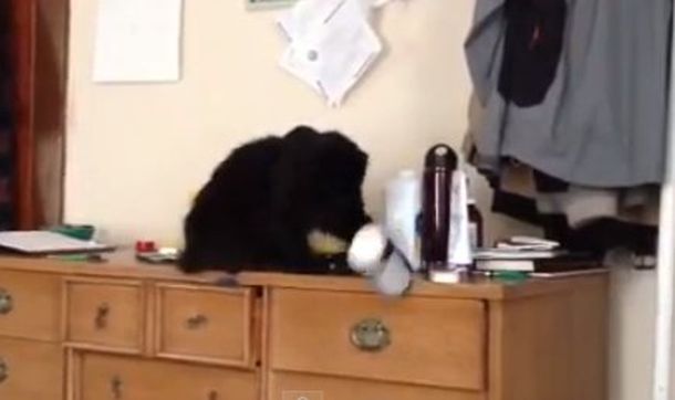 El gato que se entretiene arrojando cosas al piso