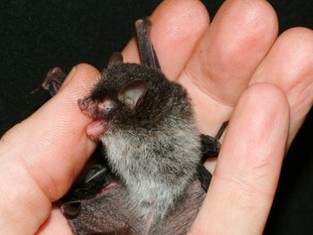 Demon  Bat
