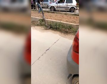 Lograron mover a la cobra, pero pasaron minutos de mucha tensión