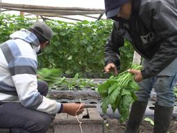 El Índice de Precios al Productor de ProductosNacionales volvió a caer a nivel interanual. El Índice de Precios al Productor de ProductosNacionales volvió a caer a nivel interanual.