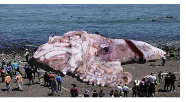 Un calamar gigante apareció en una playa de California en EE.UU.