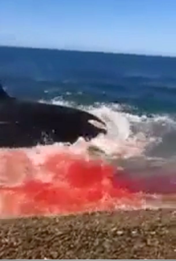 Graban el brutal ataque de dos orcas a un lobo marino