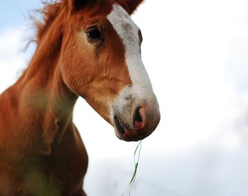 Le robó la yegua a su vecina y la descuartizó