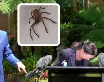 Una araña gigante caminó sobre una funcionaria en una conferencia de prensa
