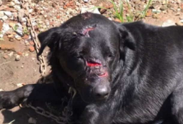 Lisandro Olmos: denuncian que atacó a machetazos a un perro y antes mató a otro