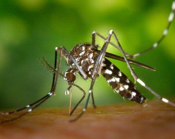 Vacuna contra el dengue: cuánto cuesta y qué descuentos ofrecen las prepagas