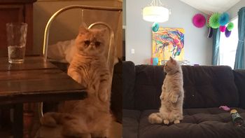 un gato en dos patas conquista la web un gato en dos patas conquista la web