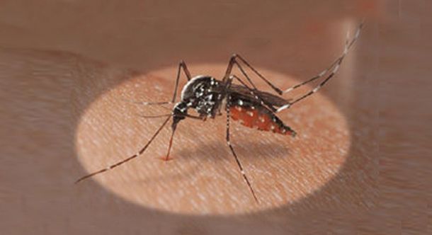 Dengue