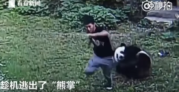 VIDEO: Se metió en la jaula del panda para impresionar a una chica y el oso