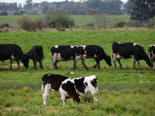El Poder Ejecutivo vuelve a tomar medidas para apoyar a los productores lácteos.