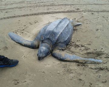 Sorprendente hallazgo de una tortuga en Mar del Tuyú