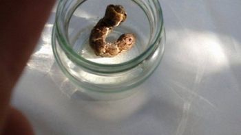 aparecio extrano animal con dos cabezas aparecio extrano animal con dos cabezas