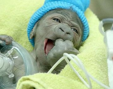 Mirá el tierno nacimiento de un gorila por cesárea