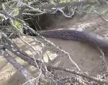 VIDEO: Encontraron una súper serpiente en San Luis