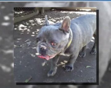 Desgarrador testimonio de Mariano Caprarola: dejó a su perro en un hospedaje y se murió