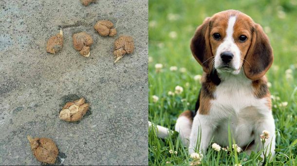 Encuentran nueve cerebros de perros en el costado de la calle en Nueva York
