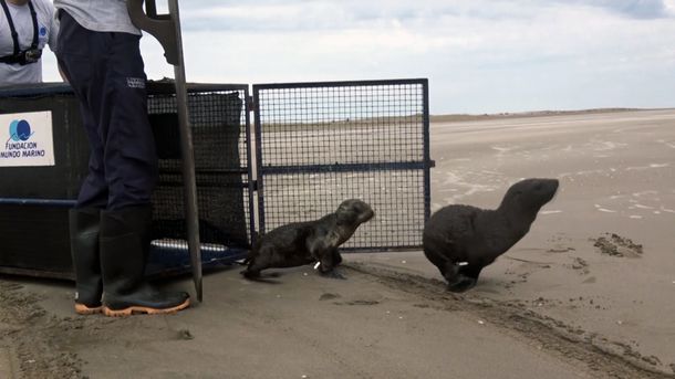 ¡Un alegrón! Regresaron a sus hogares tres lobos marinos, tres tortugas y dos comadrejas