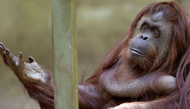 Vacunaron contra el coronavirus a cuatro orangutanes y cinco bonobos