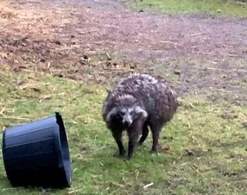 Gales: advierten&nbsp;de la presencia de perros mapache, unos animales muy peligrosos