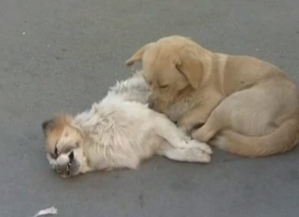 VIDEO: Un perro no quiere abandonar a su amigo muerto