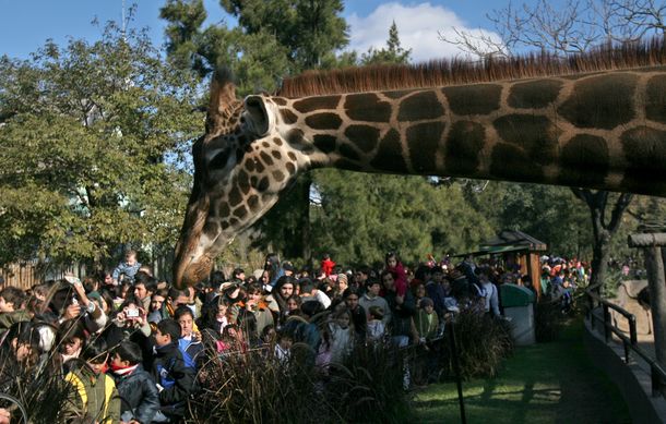 El zoológico porteño será reconvertido en un ecoparque
