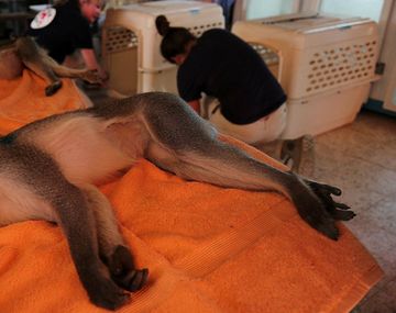 Rescataron a los últimos del zoo más triste 