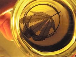 El Senado podría convertir en ley el uso medicinal de la marihuana El Senado podría convertir en ley el uso medicinal de la marihuana