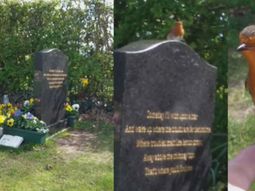 El pajarito se posó en su mano luego de estar en la tumba de su hijo