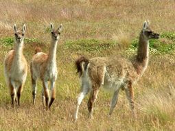 pedian correr guanacos hasta matarlos pedian correr guanacos hasta matarlos