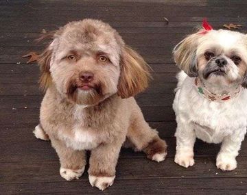 Bob, el perro con cara de humano